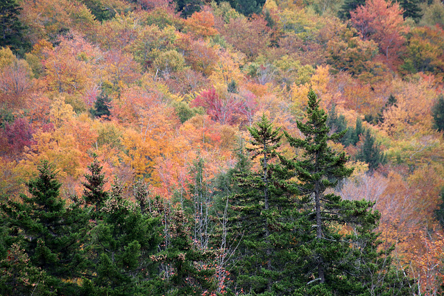 Pines and colors