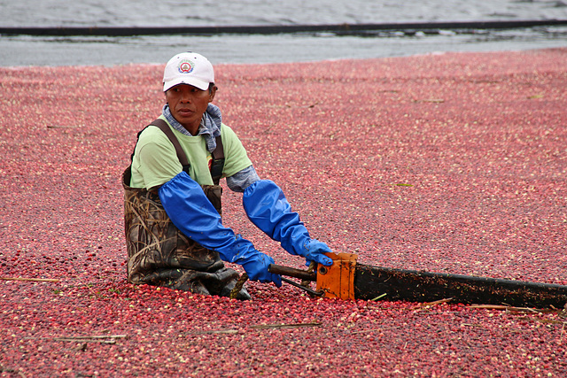 Coralling the cranberries