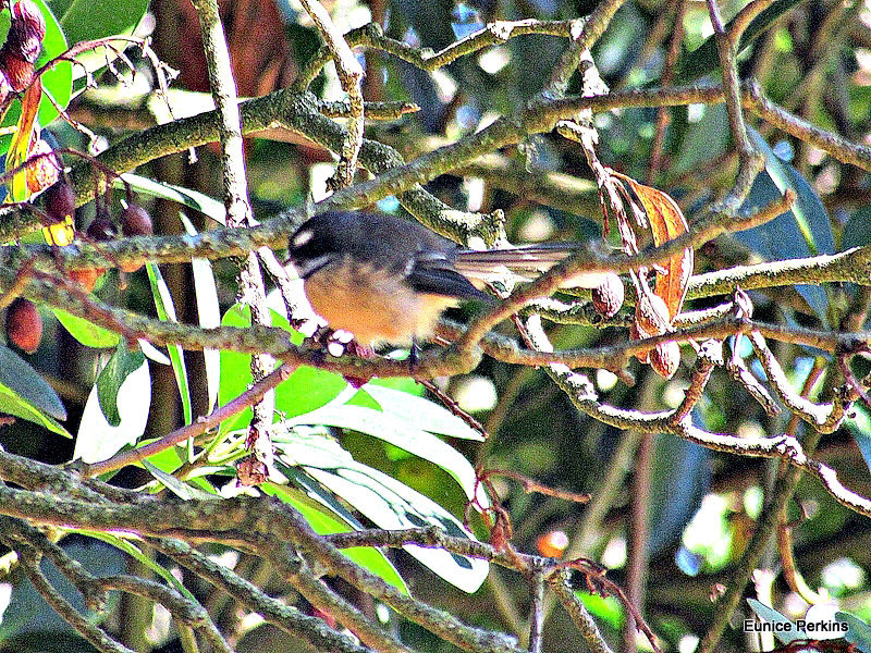 Fantail in Branches