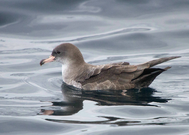 Pink-Footed Shearwater