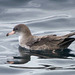 Pink-Footed Shearwater