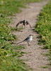 Young wagtails