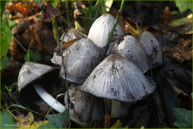 En forêt cet Automne