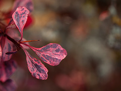 Lovely Mottled Berberis Leaves