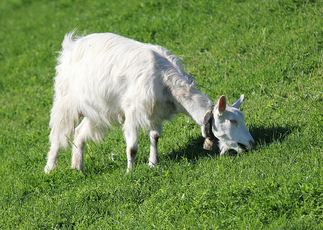 Appenzeller Berggeiss