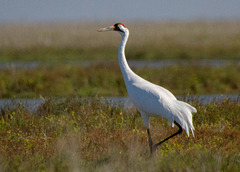 Whooping Crane