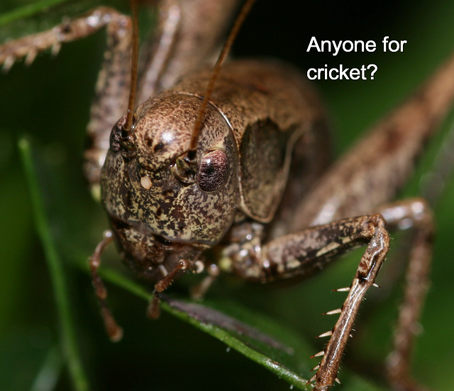 Dark Bush Cricket (Pholidoptera griseoaptera)