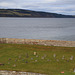 The Seaforth Highlanders' Pet Cemetery at Fort George