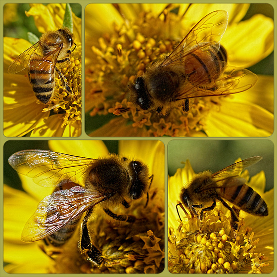 Honey Bee Collage