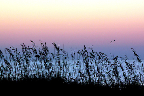 Sea oats, sunrise