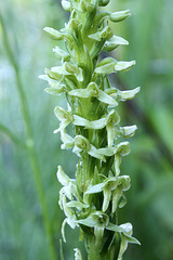 Green Bog Orchis