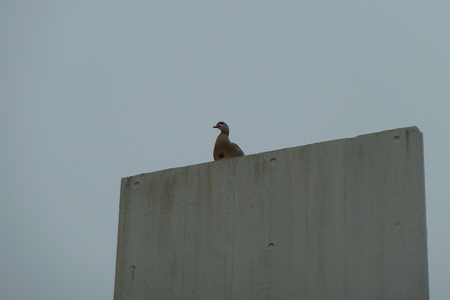 Goose on top of the art work