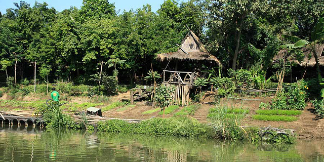 Growing vegetables by the river