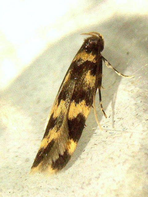 0871a Oegoconia caradjai