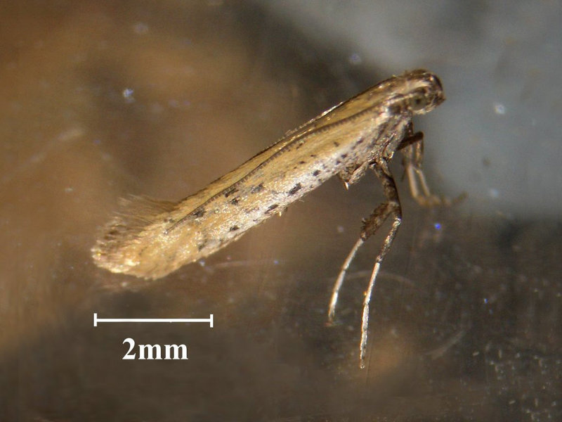 0294 Aspilapteryx tringipennella