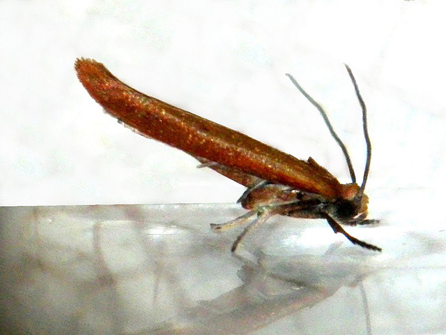 0435 Zelleria hepariella