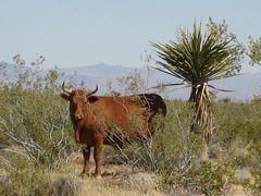 Rte66_Mojave_101