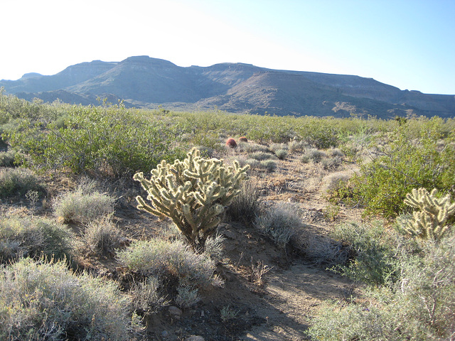 Rte66_Mojave_103