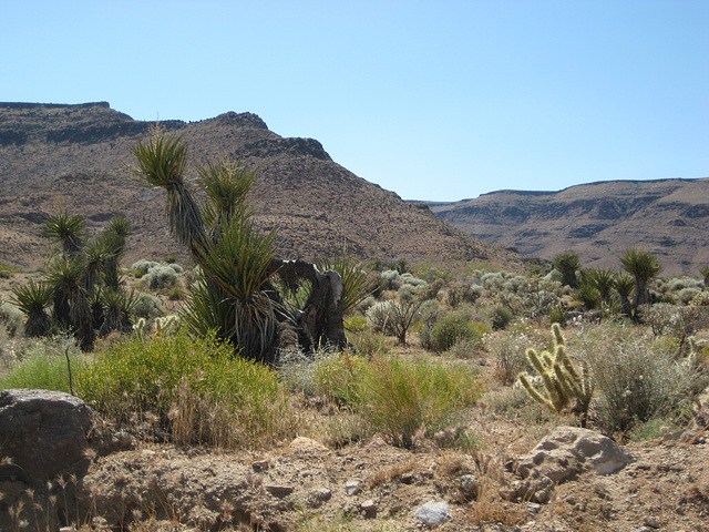 Rte66_Mojave_100