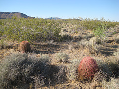 Rte66_Mojave_104