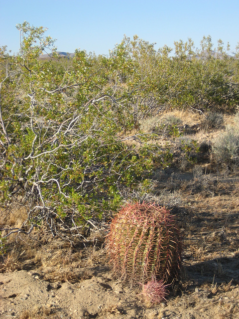 Rte66_Mojave_105