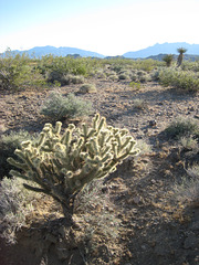 Rte66_Mojave_107