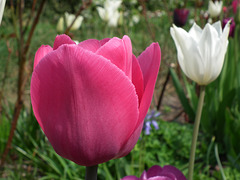 Beautiful Tulip