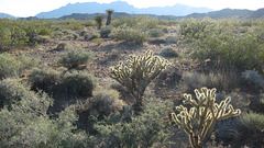 Rte66_Mojave_108