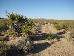 Rte66_Mojave_111