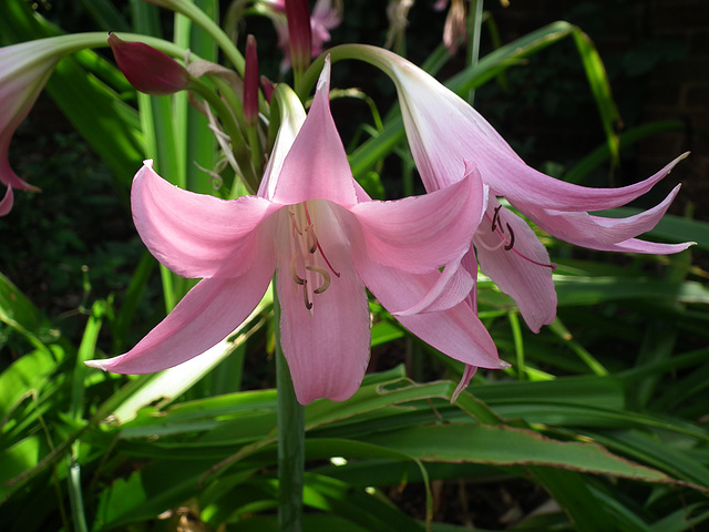 Day lily