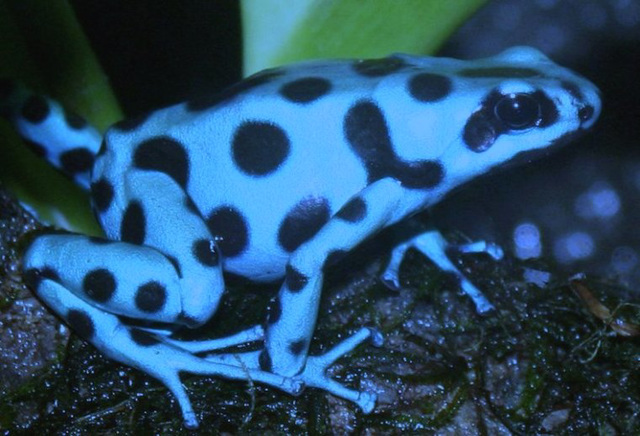 Blue Poison Dart Frog