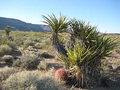 Rte66_Mojave_109