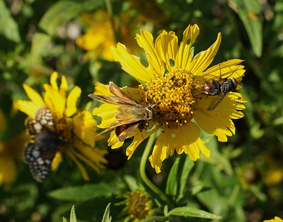 A Fiery Skipper, a Fly & a blurred Common Checkered Skipper ( Pyrgus communis) !