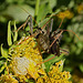 A pair of mating Leaf Footed bugs & a Cucumber Bug looking on !
