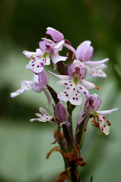 Small Round-leaf Orchis