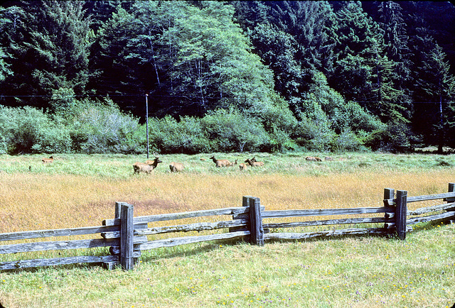 19-elk_in_pasture_adj