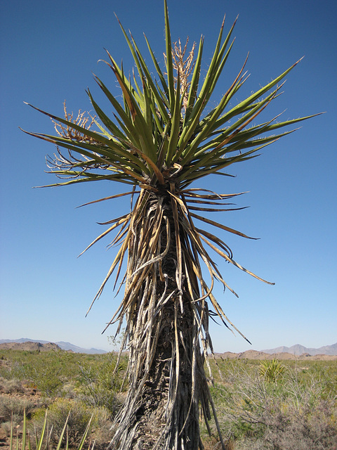 Rte66_Mojave_125