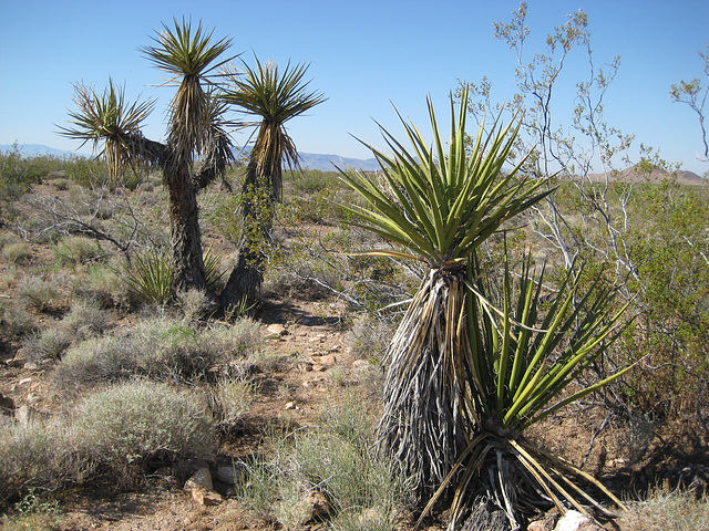 Rte66_Mojave_126