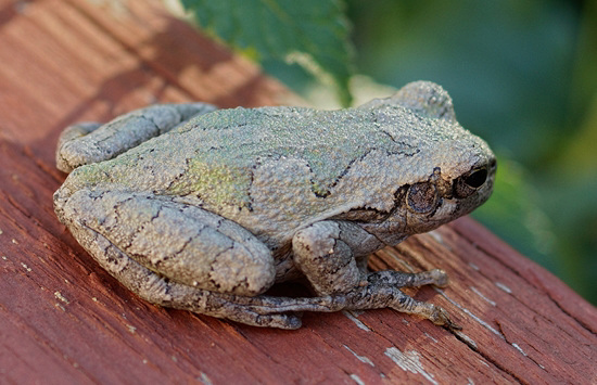 My little Tree Frog friend who hides in the Lantana