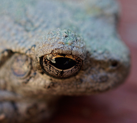 My little Tree Frog friend who hides in the Lantana