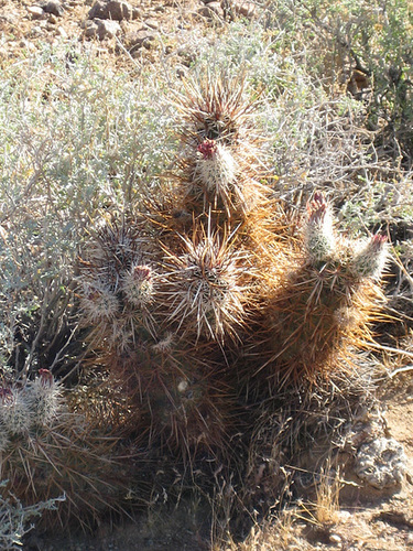 Rte66_Mojave_128