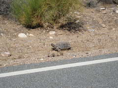 Rte66_Mojave_129