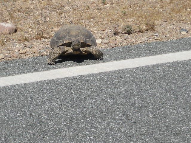 Rte66_Mojave_130