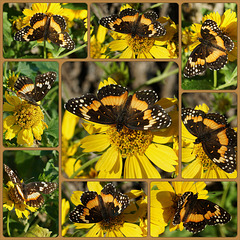 Bordered Patch butterfly (Chlosyne lacinia) Collage