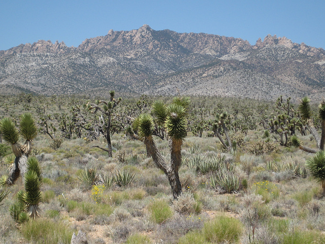 Rte66_Mojave_148