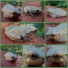 My little Tree Frog friend who hides in the Lantana Collage