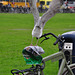 Gull trying to fly off with a bicycle