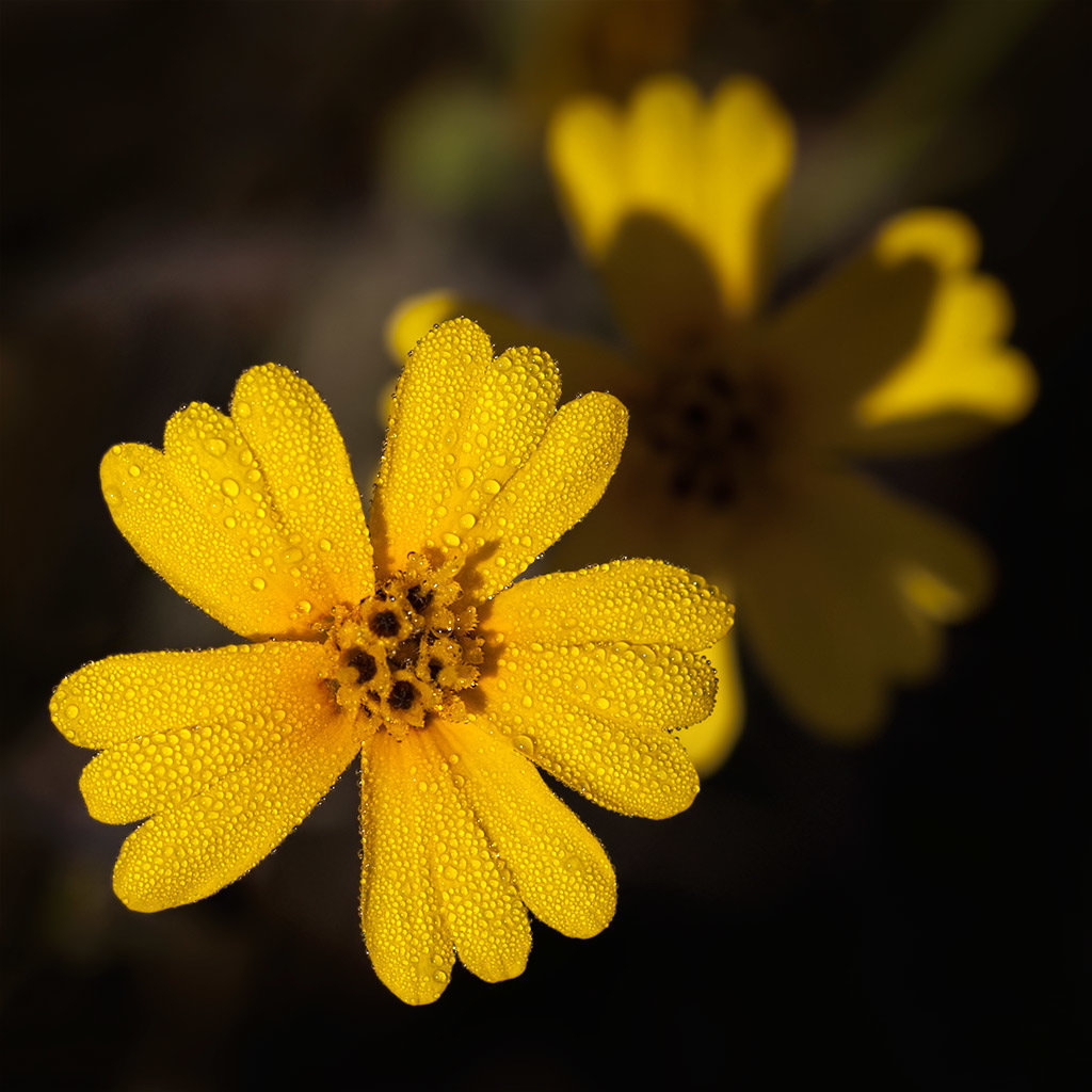 297/365: "Nothing can beat the smell of dew and flowers and the odor that comes out of the earth when the sun goes down." ~ Ethel Waters (6 inset images! :D)