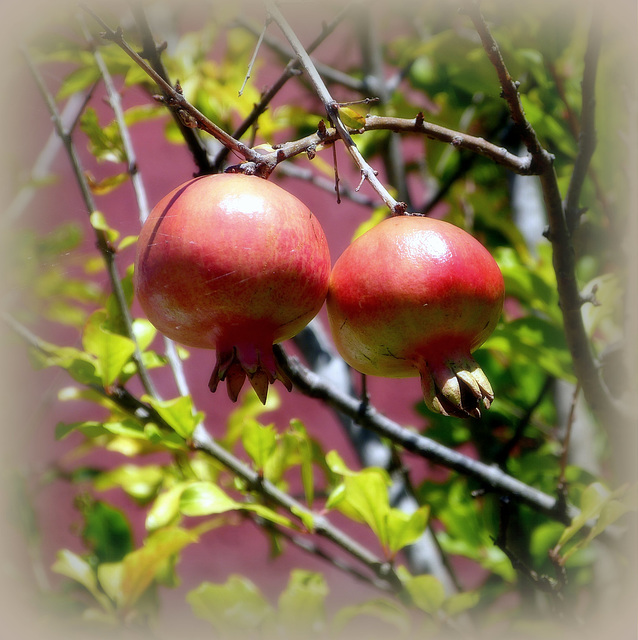 ...fruits de saison:les grenades...