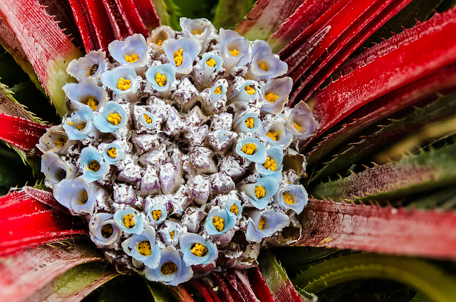 Fascicularia bicolor 0004